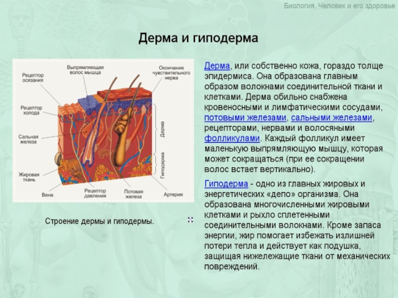 Презентация по теме кожа 8 класс биология