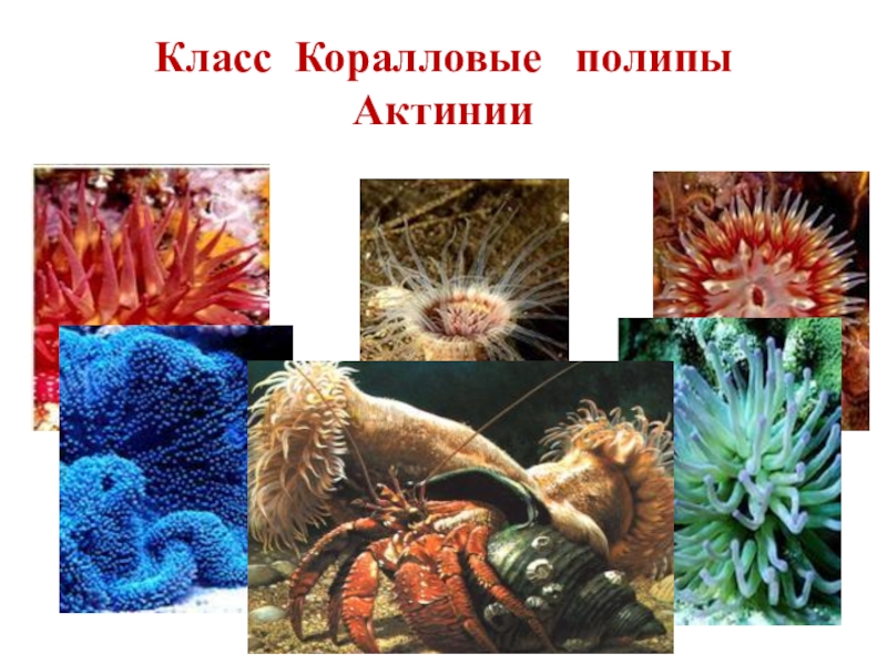 Какой образ жизни ведут коралловые полипы. Класс коралловые полипы (Anthozoa). Тип Кишечнополостные коралловые полипы. Биология Кишечнополостные коралловые полипы. Представители коралловых полипов кишечнополостных.