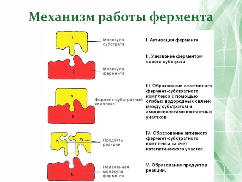 Как сделать ферментом. Схема механизма работы фермента. Механизм работы ферментов. Механизмы активации ферментов. Механизм действия активаторов ферментов.