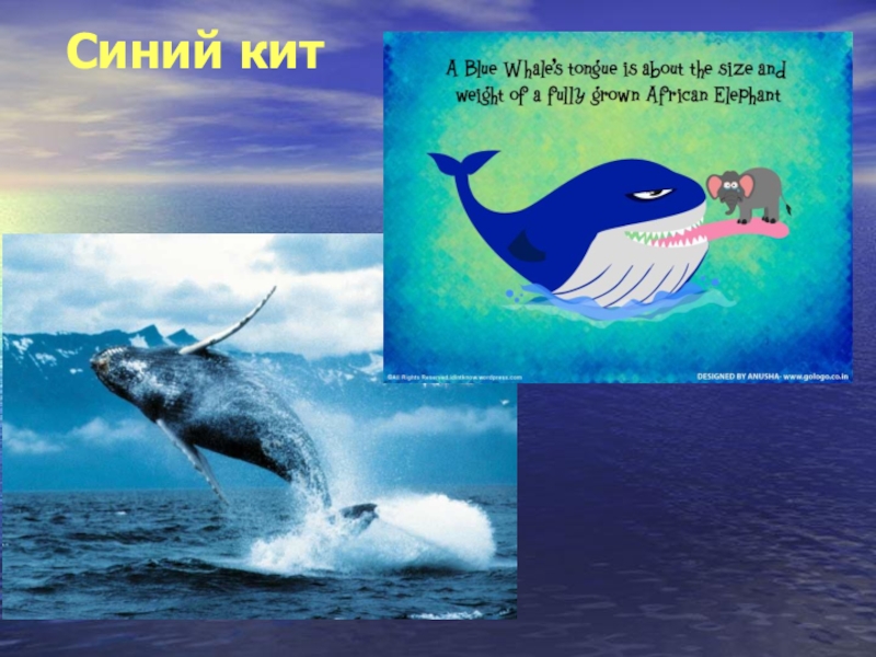 Стих про кита. Синий кит. Синий кит стих. Стихотворение синий кит. Стихи про китов.