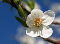 Презентация по биологии на тему Цветок (6 класс)