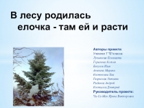 Презентация В лесу родилась елочка- там ей и расти