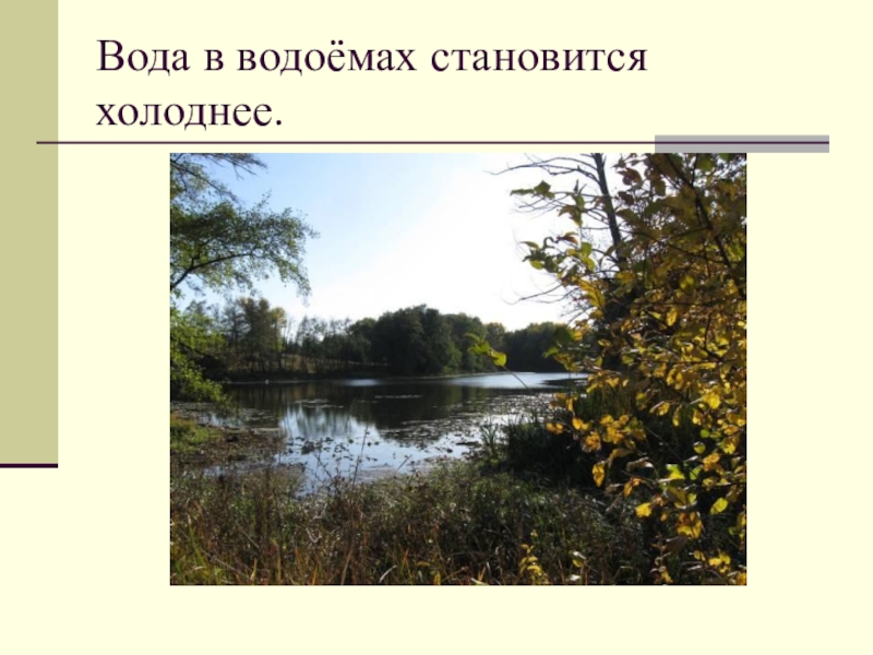 Вода становится холоднее. Осенью вода в водоемах становится прохладная. Осенью вода в водоемах становится влажной. Становится холоднее. Осенью вода в водоемах становится влажной где.