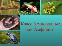 Презентация по биологии Класс Земноводные или Амфибии 7 класс
