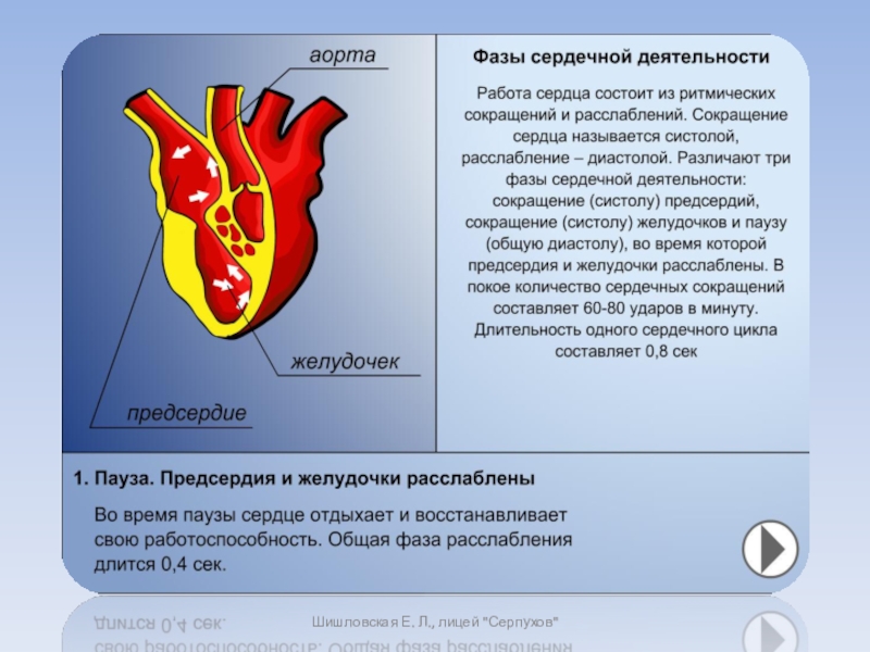 4 работы сердца. Фазы человеческого сердца. Урок биологии сердце. Строение и работа сердца. Строение сердца сердечный цикл.