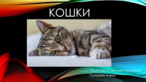 Презентация по окружающему миру 1 класс Кошки