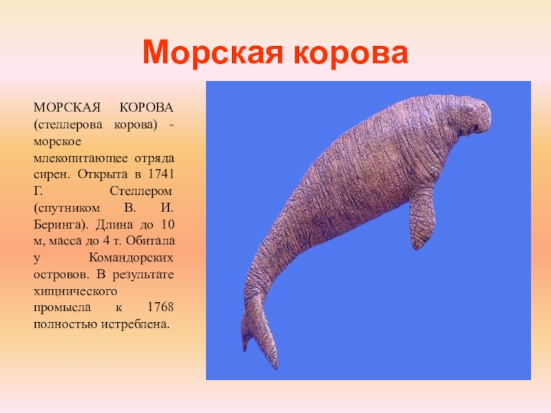 Презентация морская корова