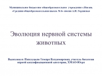 Презентация по биологии Эволюция нервной системы животных