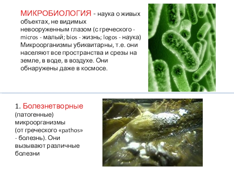 Реферат: Эволюция протозойных и грибковых заболеваний