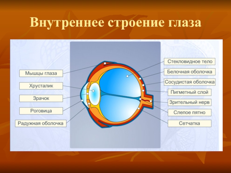 Презентация на тему строение глаза