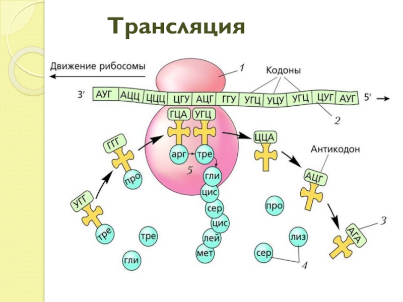 Трансляция картинка биология