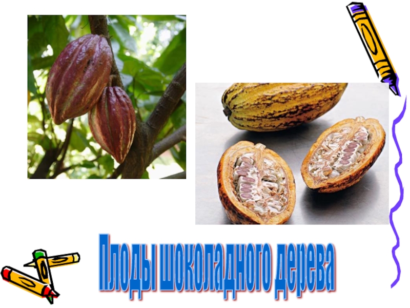 Плоды шоколадного дерева