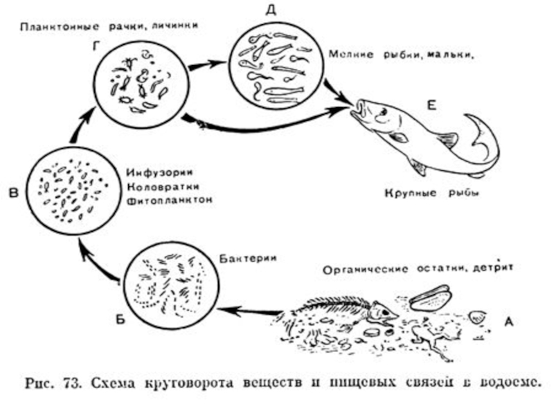 Нарисуй схему круговорота веществ в сообществе водоема