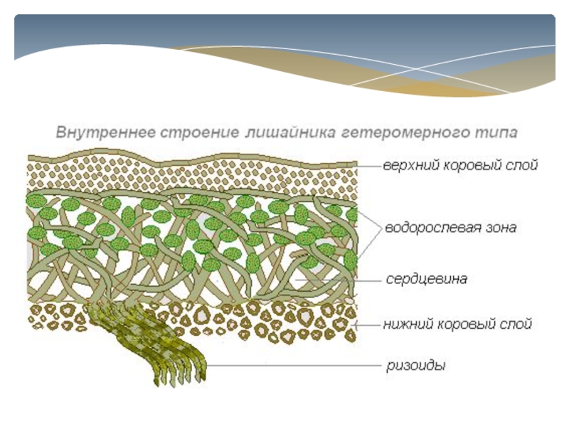 Лишайники рисунок биология