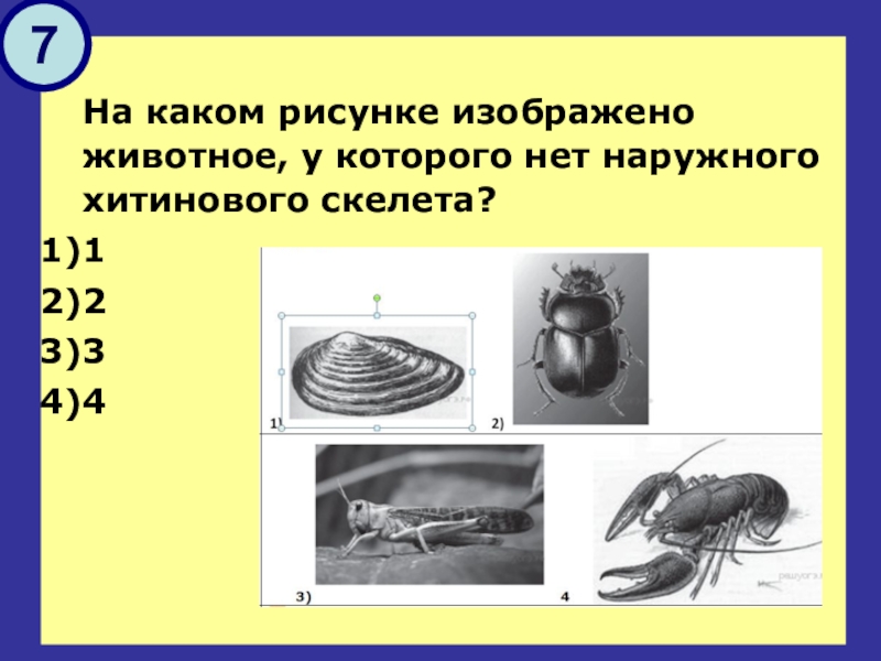 На каком рисунке изображено животное у которого нет наружного хитинового скелета