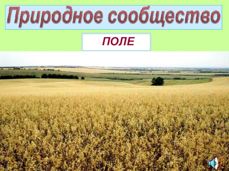 Презентация поле. Природное сообщество поле. Доклады о сообществе поле. Природное сообщество поле 3 класс. Презентация природное сообществе поля.