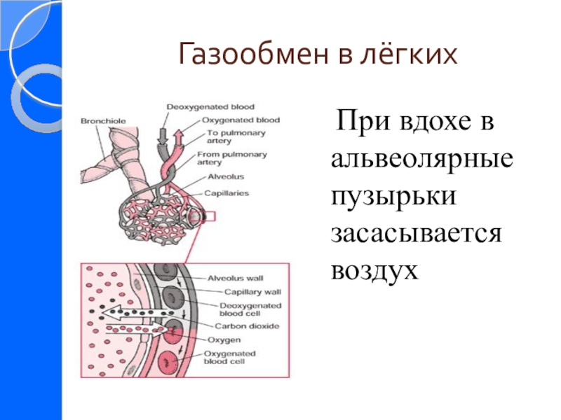 Биология презентация 8 класс дыхание