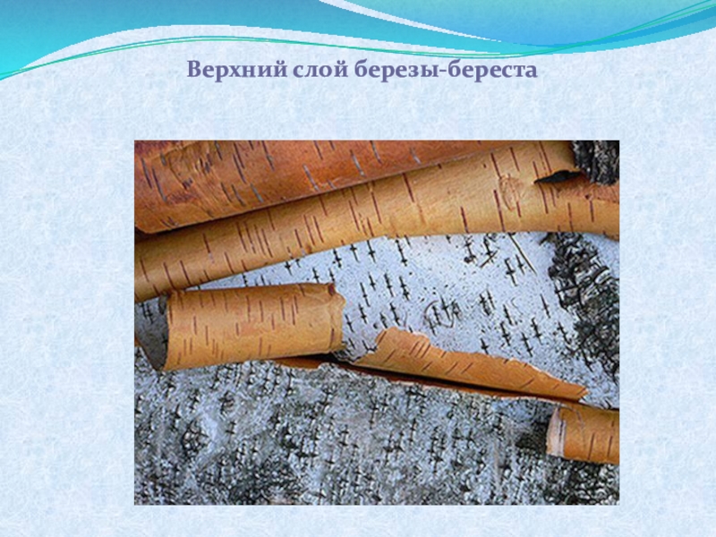 Береста и береза однокоренные. Верхний слой березовой коры. Слои березы. Береста верхний слой коры. Береза береста трубочка.