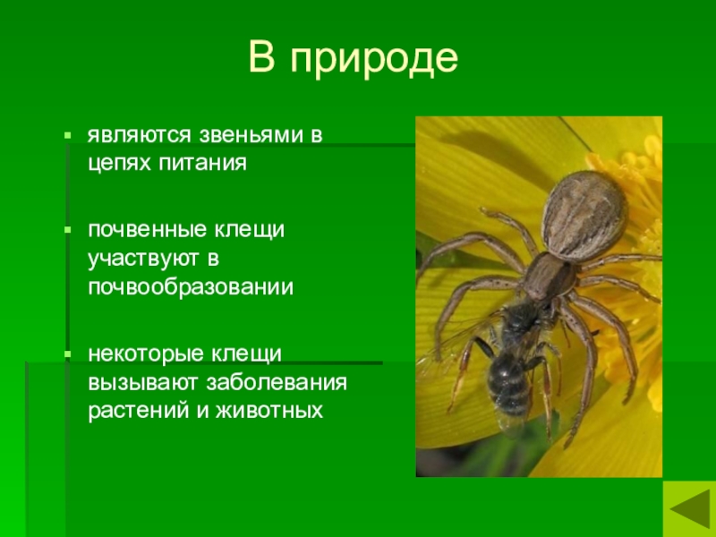 Презентация на тему паукообразные 7 класс биология