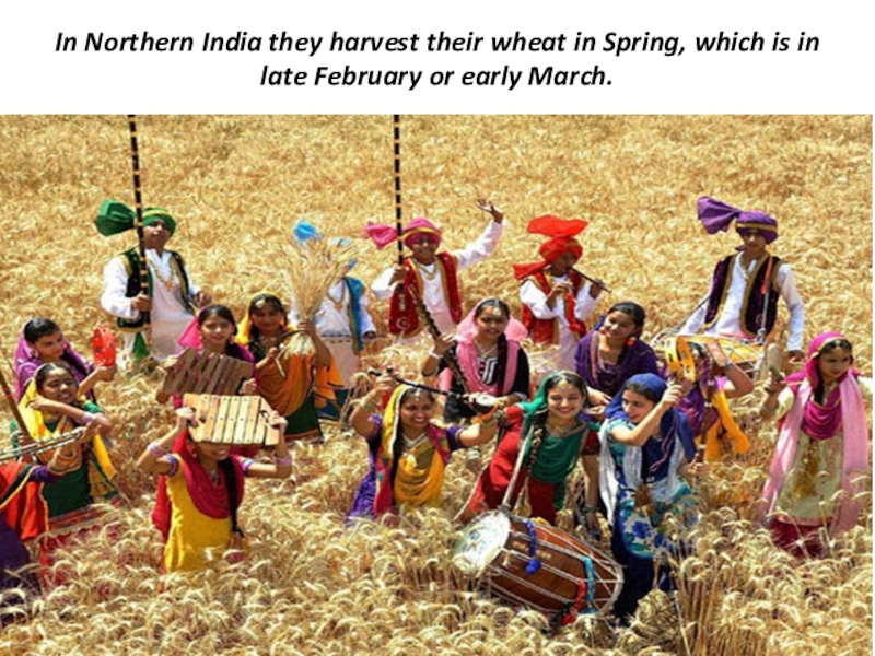 In northern india they harvest their wheat. Байсакхи праздник. Вайсакхи праздник в Индии. Harvest Festival in India. Hindu Harvest.