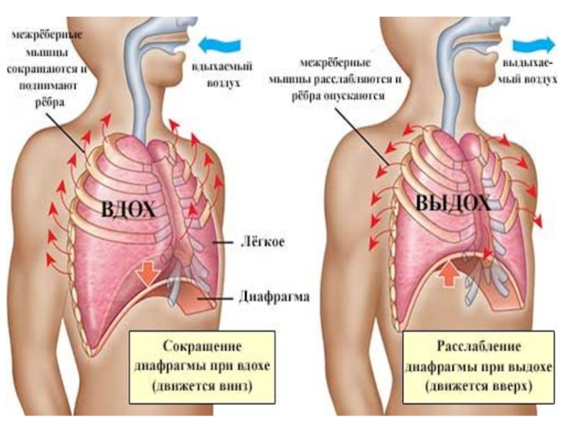 Колит при вдохе под. Диафрагма и легкие. Болит диафрагма при вдохе.