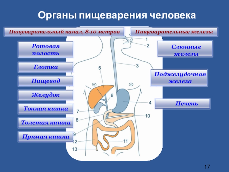 Общий план строения органов пищеварения основные функции