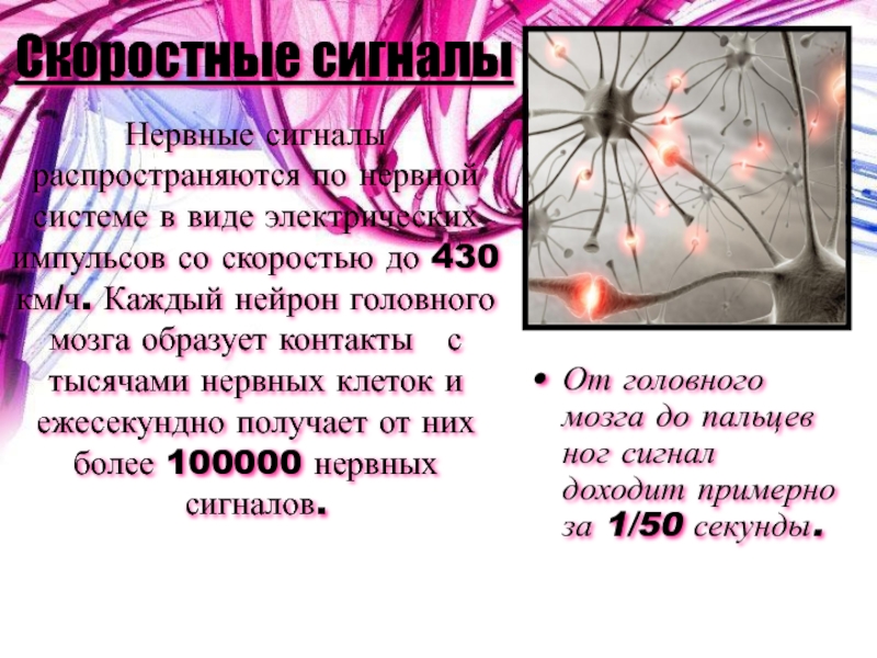 Что является сигналом нервной регуляции ответ. Сигналы нервной системы. Распространение сигналов в нервной системе. Скорость сигналов нервной системы. Форма электрических сигналов в нервной системе человека-.