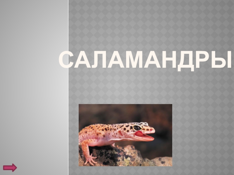 Реферат: Саламандры