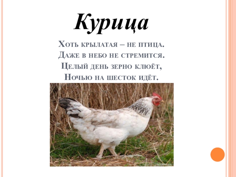 Курица не птица. Курица не курится. Выражение курица не птица. Курица- не птица рисунок.