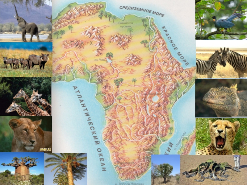 Африки животный география. Животные Африки на карте.