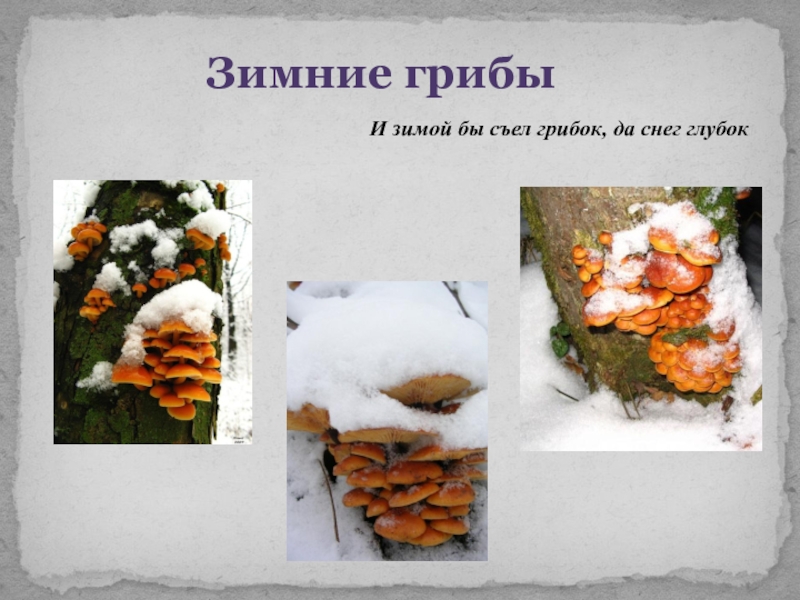 Зимние грибыИ зимой бы съел грибок, да снег глубок
