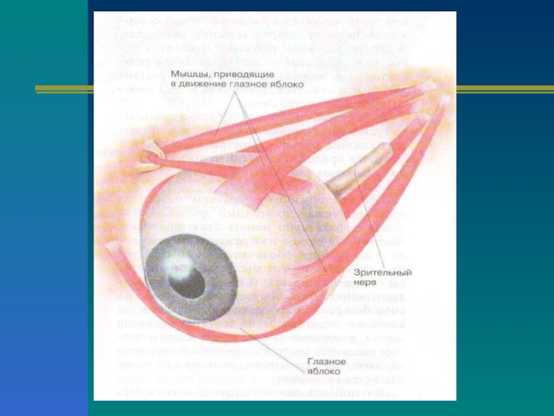 Косых мышц глазного яблока. Мышцы глазного яблока. Мышцы глазного яблока схема. Движение глазного яблока обеспечивают мышцы. Мышцы отвечающие за движение глазного яблока.