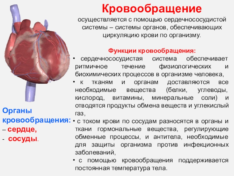 Роль кровообращения в организме