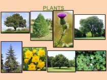 Презентация по английскому языку на тему Животные и растения