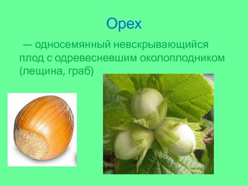 Орех 	— односемянный невскрывающийся плод с одревесневшим околоплодником (лещина, граб)