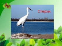 Презентация к уроку окружающего мира в 3 классе Природа родного края. Стерхи.