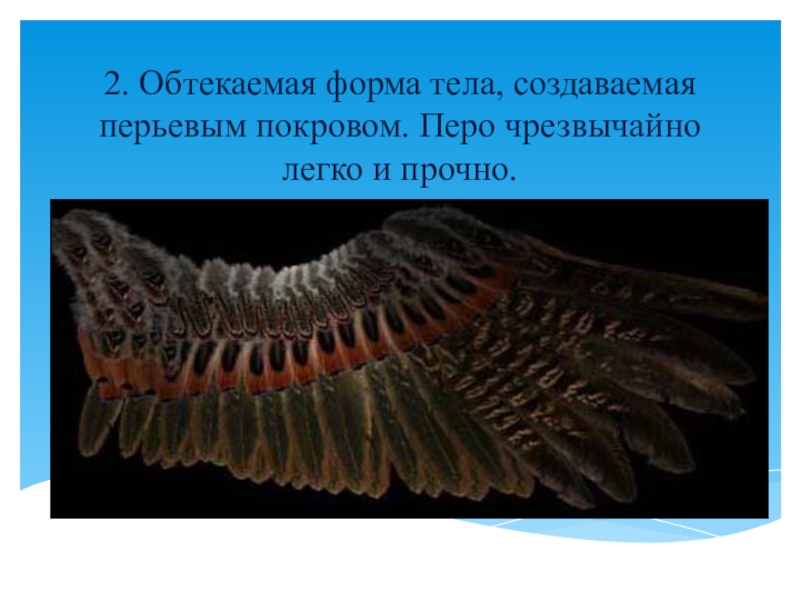 Перьевой Покров птиц. Обтекаемая форма тела у птиц. Покровы тела птиц. Функции перьевого Покрова у птиц.