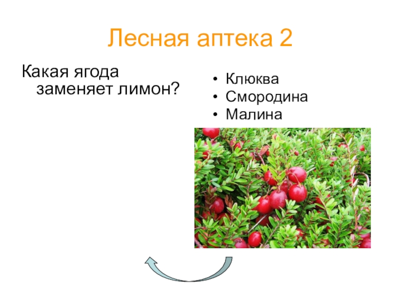 Лесная аптека. Лесная аптека клюква. Лесная аптека 2 класс. Станция Лесная аптека.