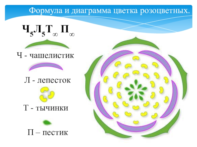 Формула цветка растений семейства розоцветные ответ. Диаграммы цветков двудольных. Семейство Розоцветные формула цветка и диаграмма.