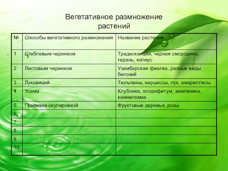 Проект по биологии вегетативное размножение растений 6 класс