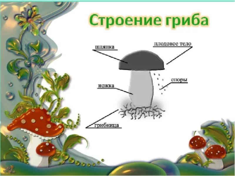 Схема на тему грибы