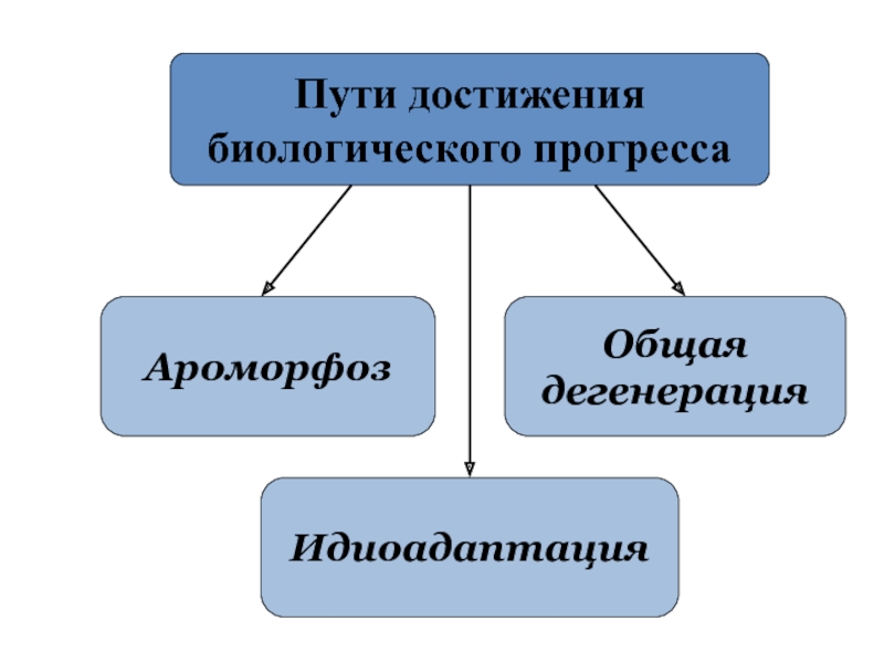 Рассмотрите рисунок на котором представлена схема путей достижения биологического прогресса впр