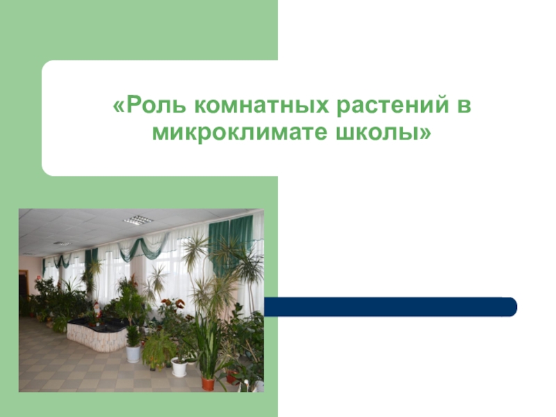 Презентация Презентация Роль комнатных растений в микроклимате школы