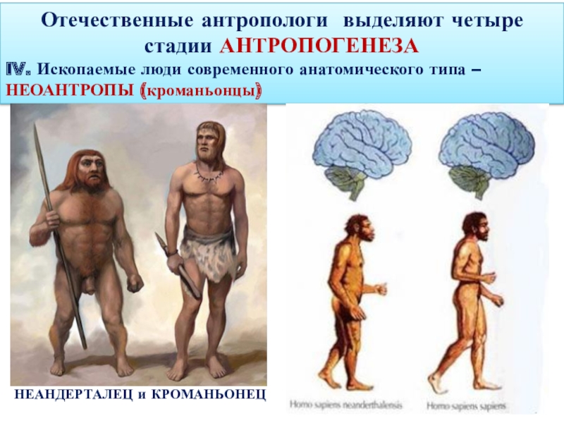 Антропогенез человека. Современный человек Антропогенез. Антропогенез люди современного типа. Этапы антропогенеза презентация. Презентация по теме этапы антропогенеза.