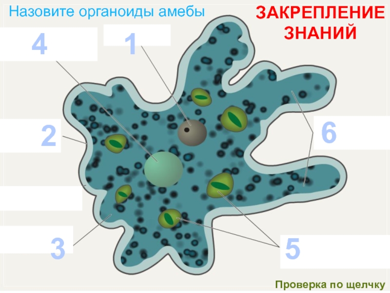 Как нарисовать амебу по биологии 5 класс