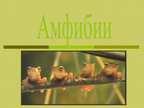 Презентация по биологии на тему Амфибии(7 класс)