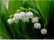 Презентация по окружающему миру на темуКрасная книга