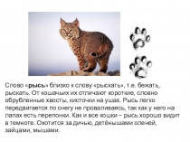 Экологические загадки ХМАО