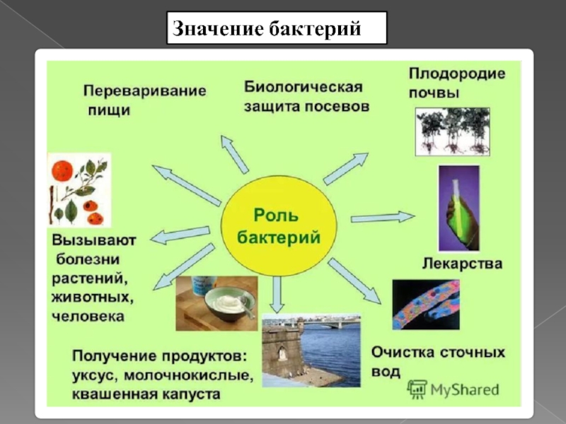 Проект по биологии 7 класс на тему