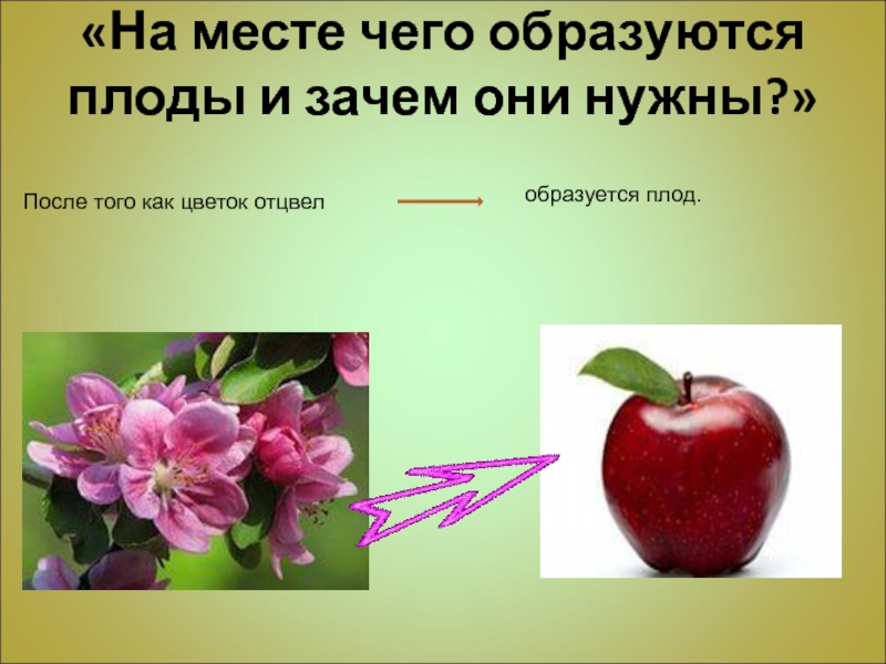 «На месте чего образуются плоды и зачем они нужны?» После того как цветок отцвелобразуется плод.